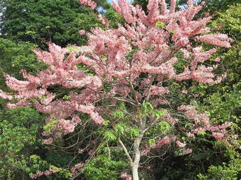 花樹種類